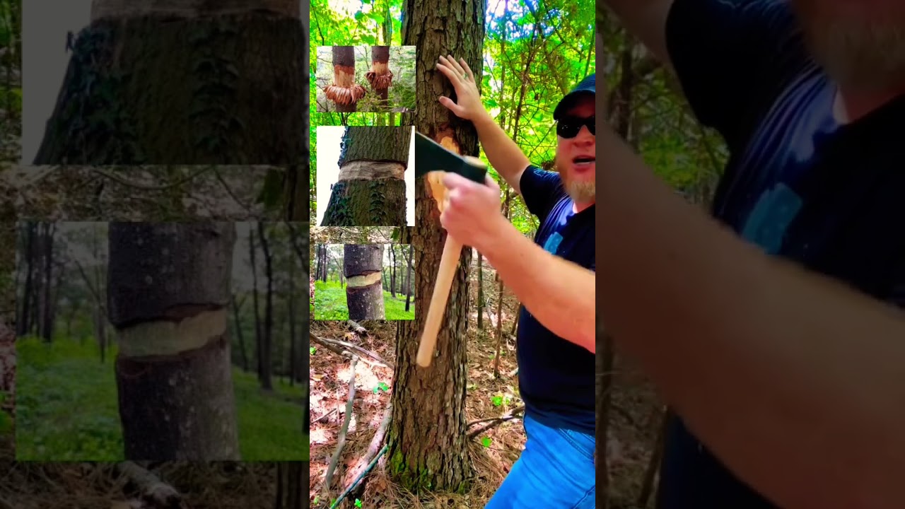 Girdling A Tree! #Bushcraft #Woodcraft