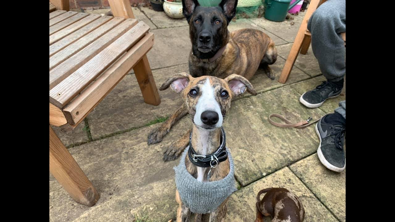 Mable - Whippet Puppy - 4 Weeks Residential Dog Training