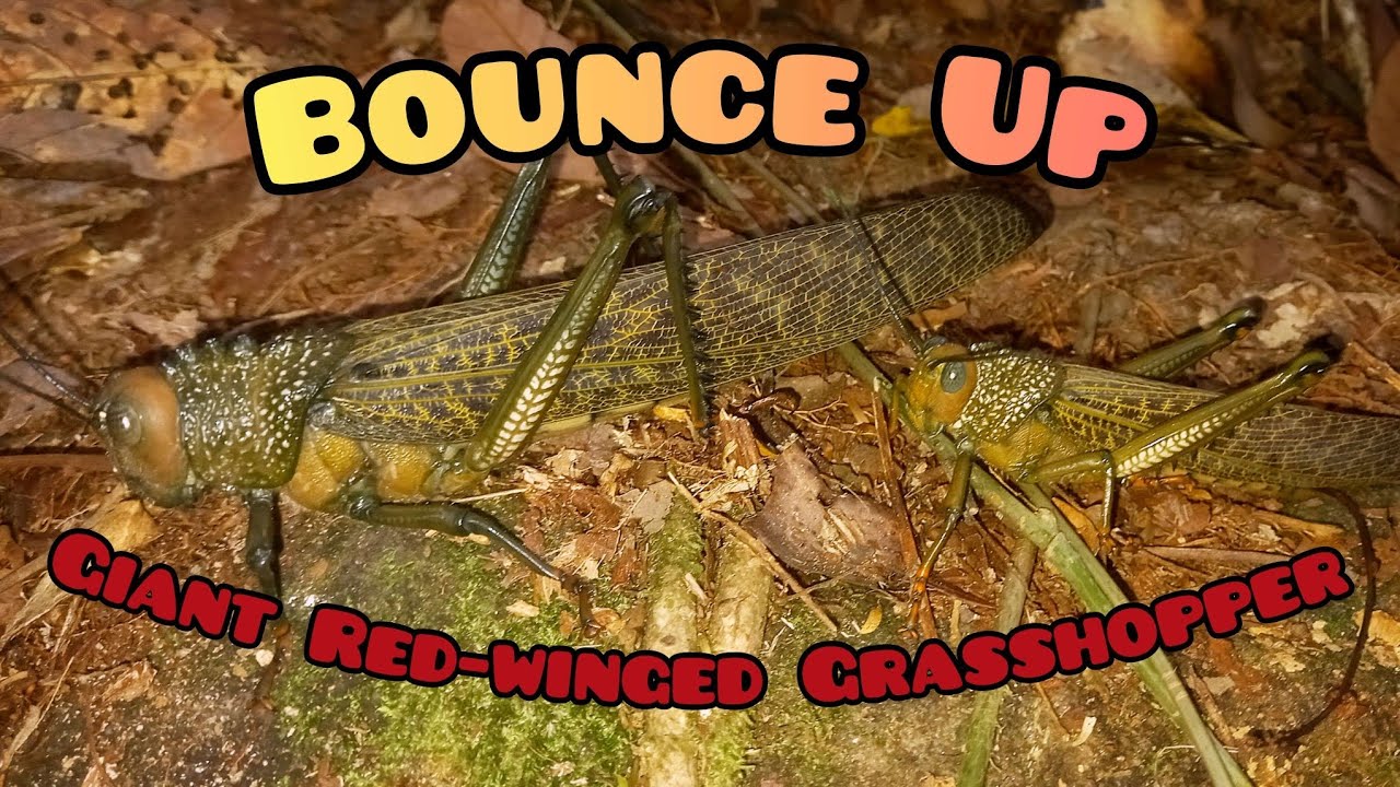 Bounce Up: Giant Red-winged Grasshopper (Tropidacris cristata)