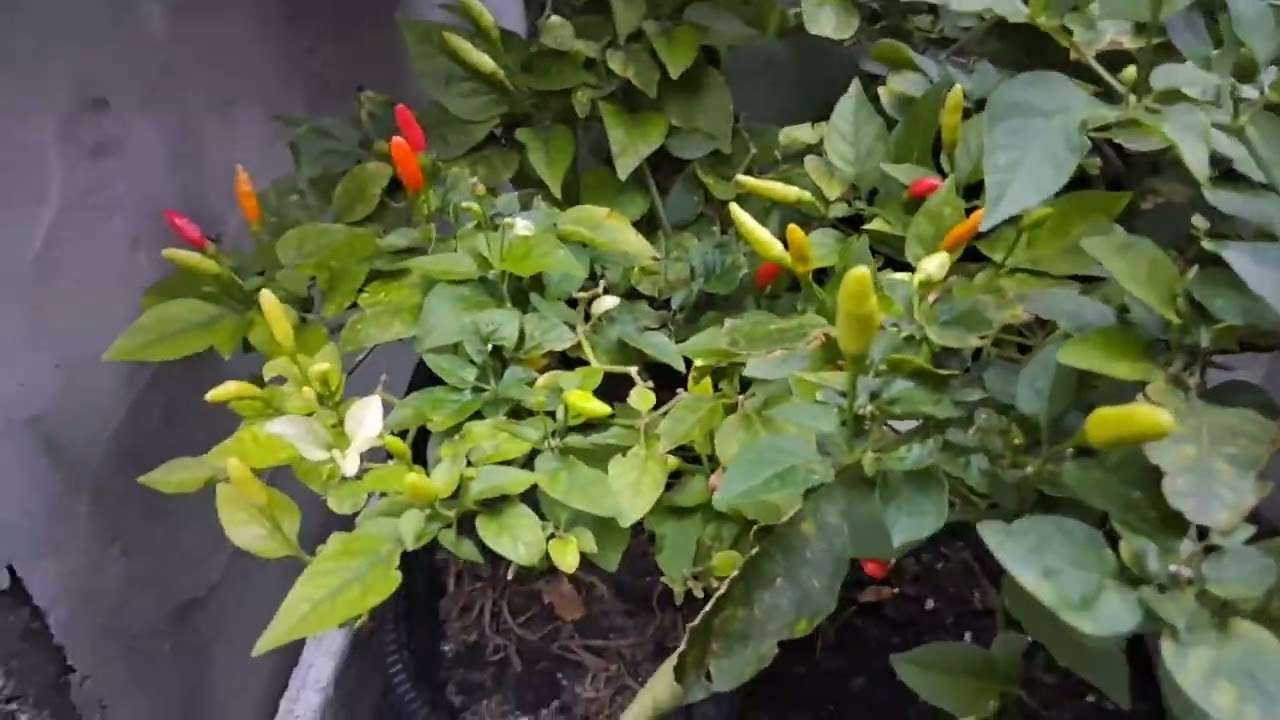 Pimenta de minha cunhada