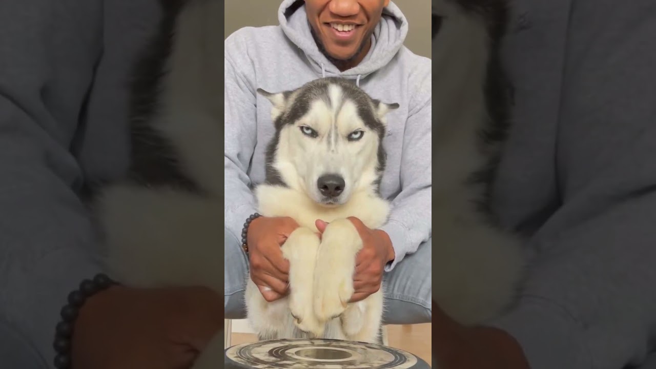 LOOK at how mad my dog is!!!