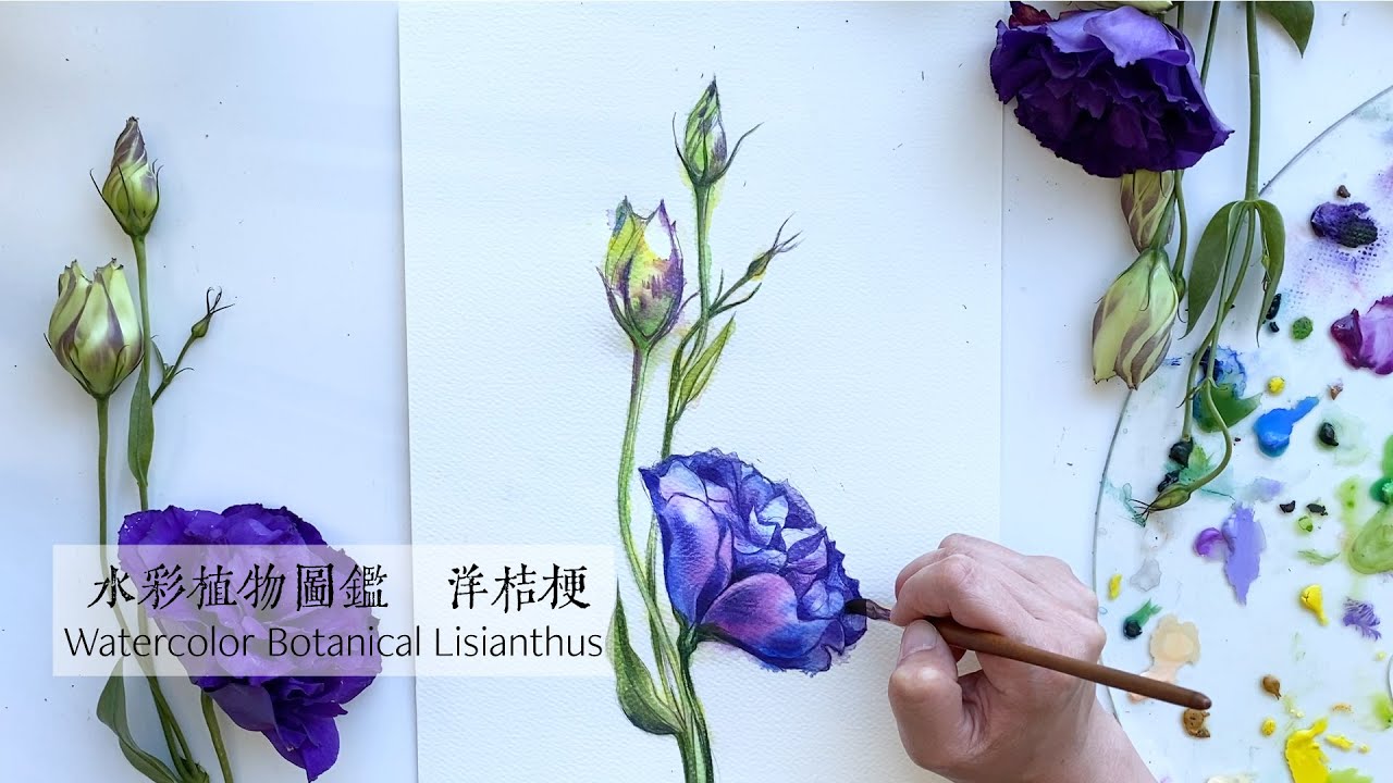 水彩植物圖鑑 洋桔梗 Watercolor Botanical Lisianthus