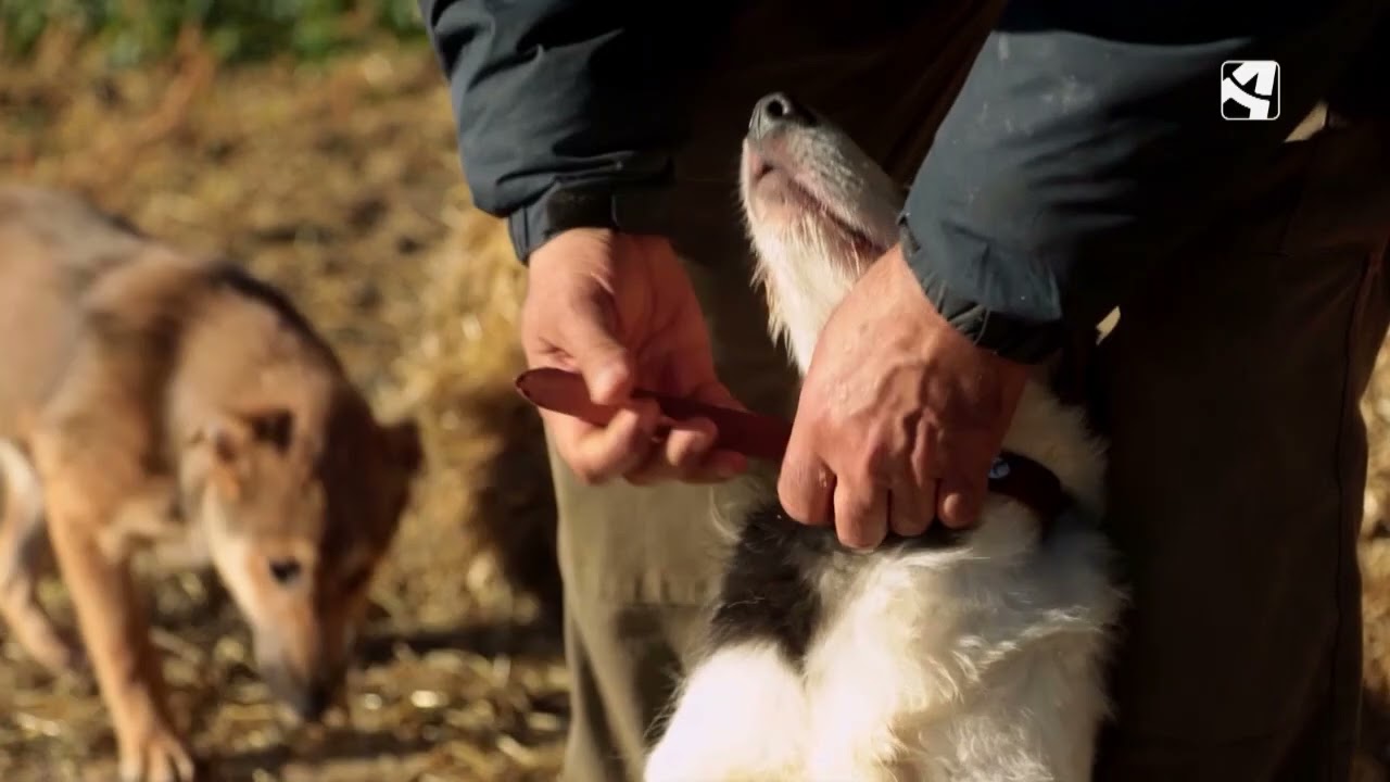 Hoy, Toño se encarga de cuidar a sus perros
