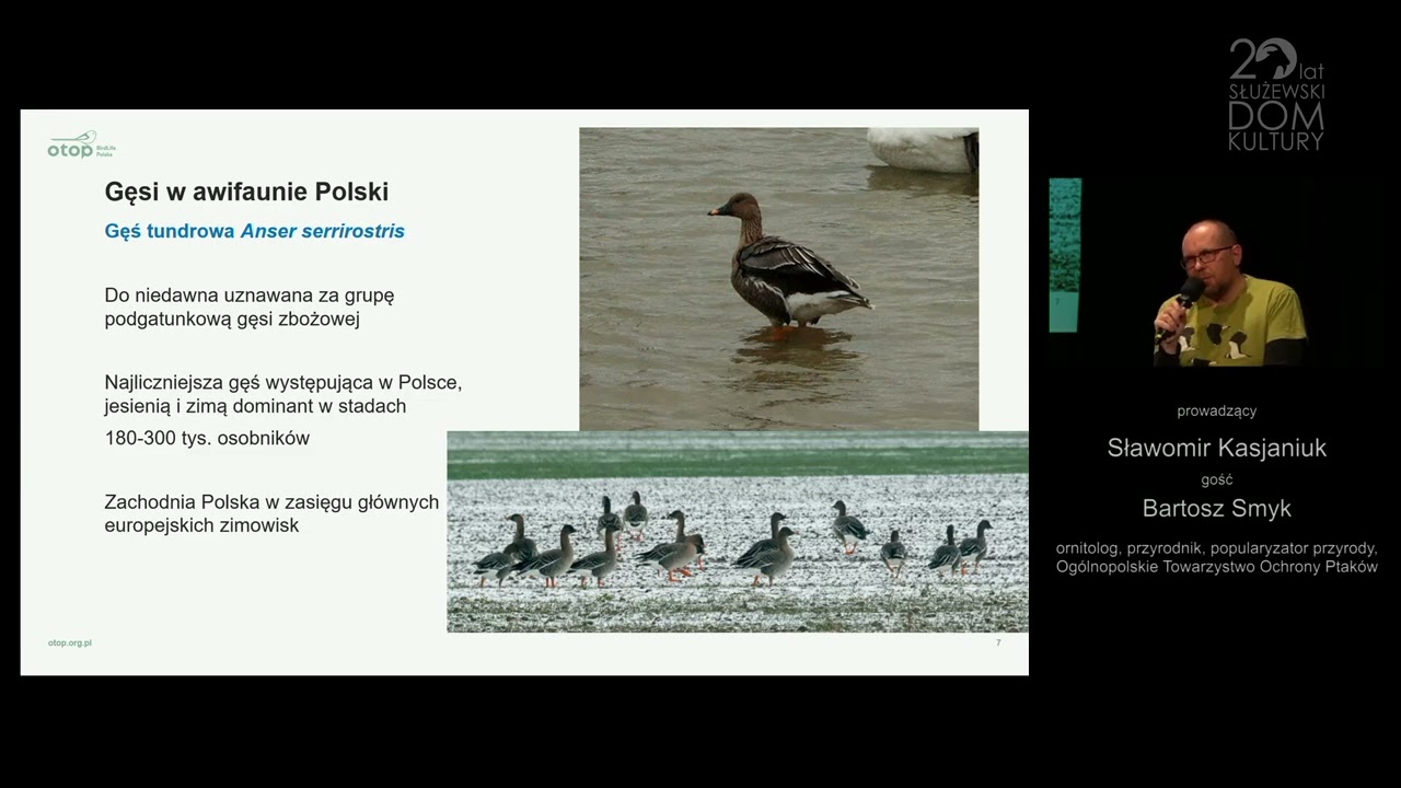 Dzikie gęsi w Polsce – jakie, kiedy, gdzie i ile?