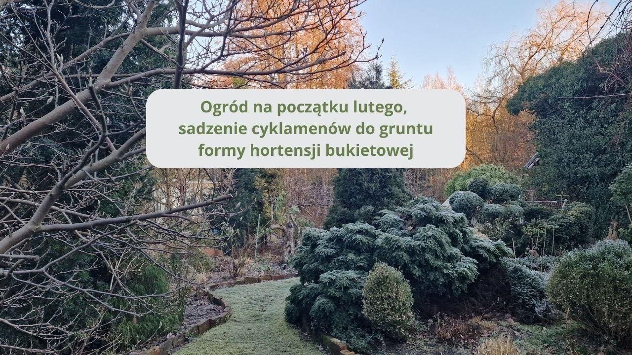 Spacer w lutym. Sadzenie cyklamenów do gruntu. Prace ogrodowe. Jakie formuję hortensje.