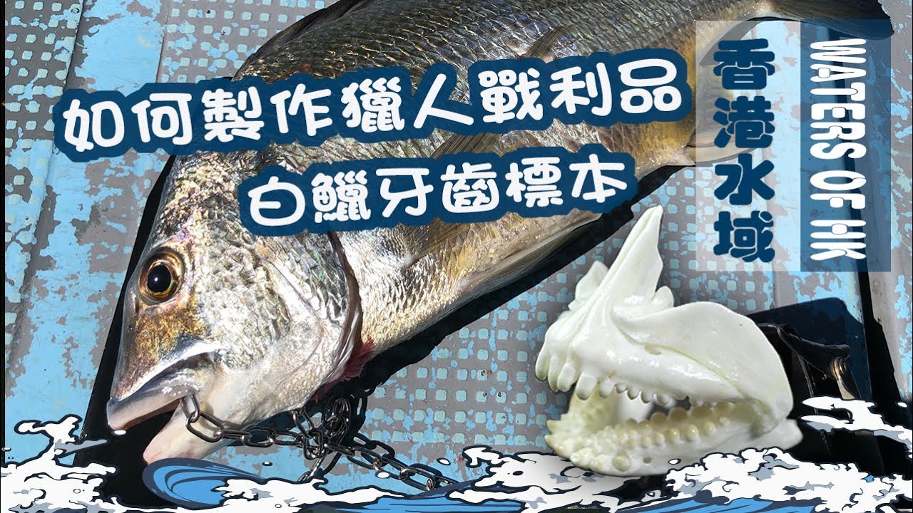 【漁人推介】香港水域 水質有改善 大家出海了！！ 阿火教大家製作漁人戰利品 白𩶘牙齒標本｜海鮮｜食譜｜Catch and Cook  Seafood Seabream tooth Specimen