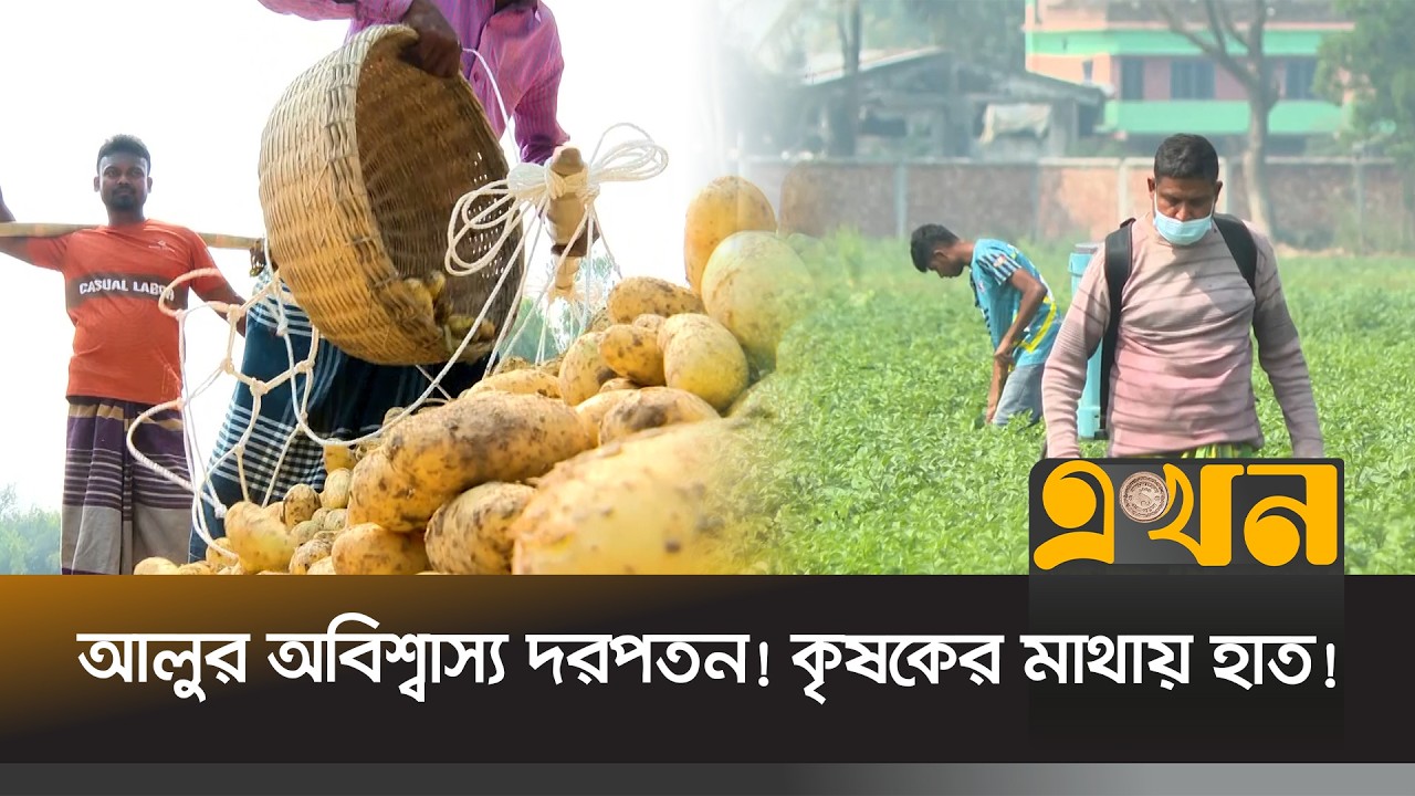 উৎপাদন খরচ কেজিতে ১৩, পাইকারি বিক্রি ৮ টাকা | Bogra News | Potato Market | Ekhon TV