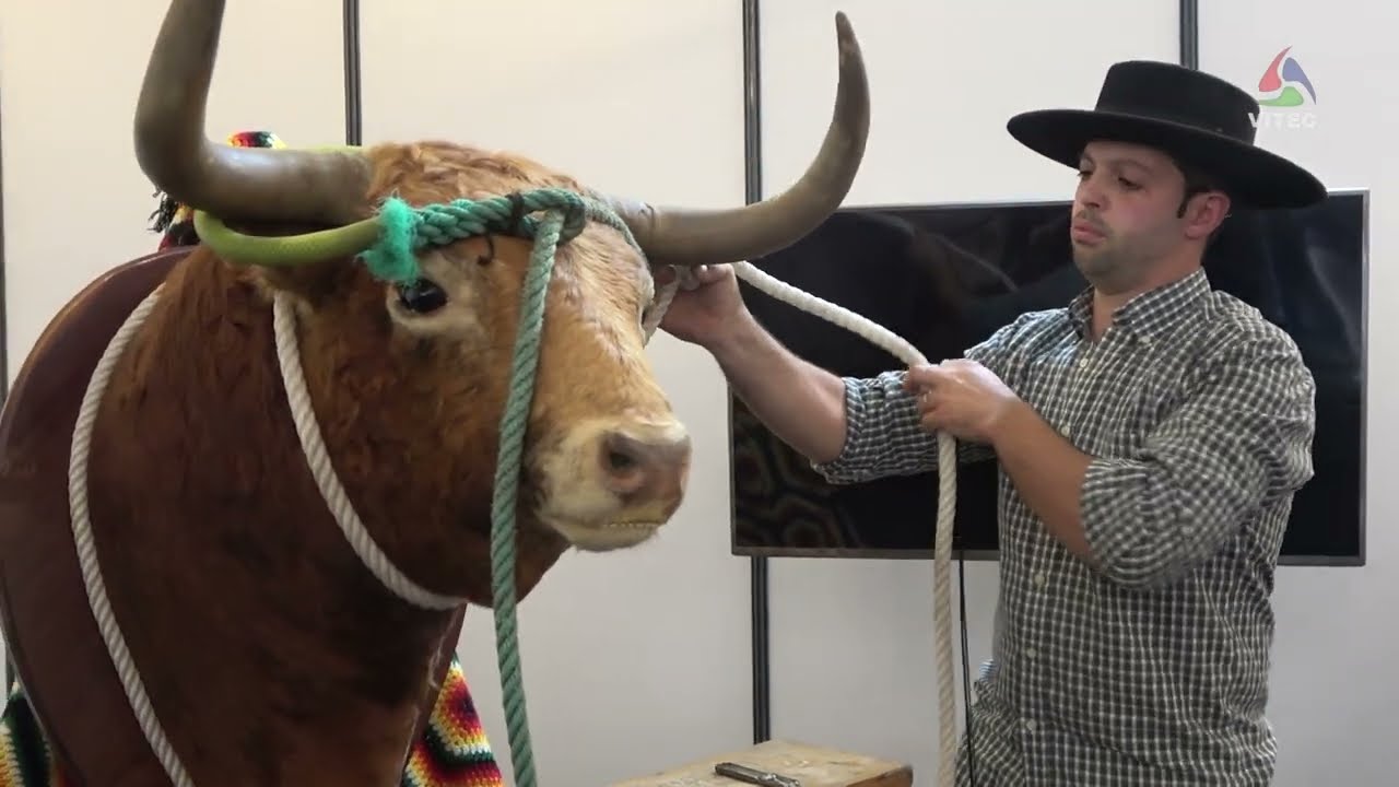 Arte de embolar e colocar a corda no toiro