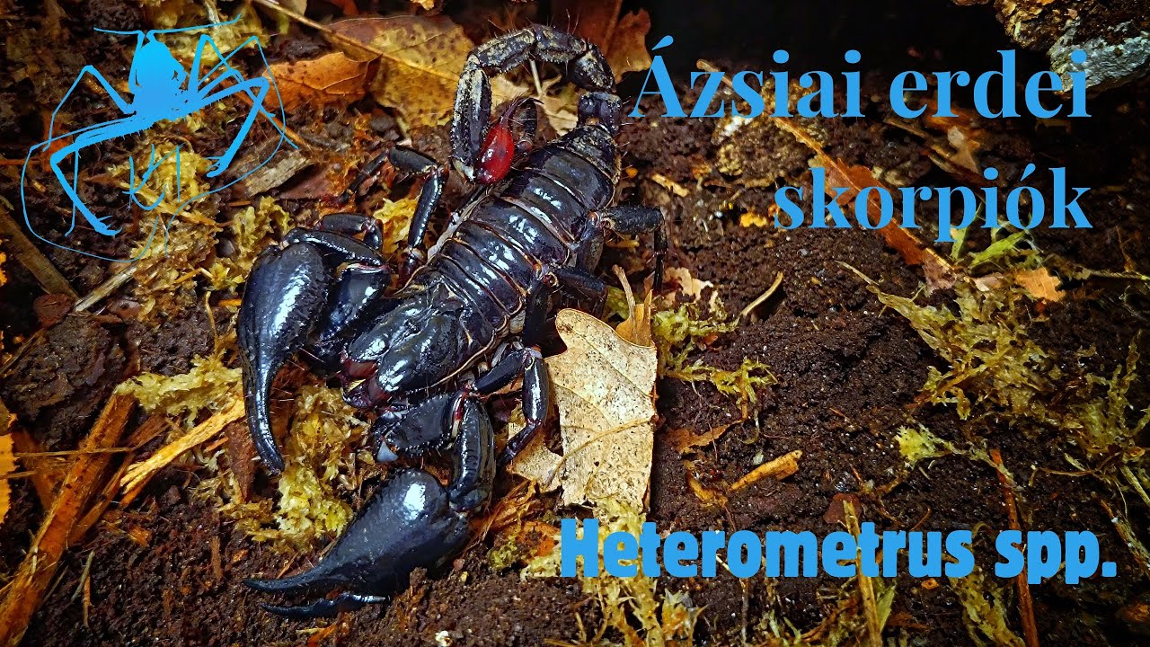 Heterometrus spp. -Ázsiai erdei skorpiók