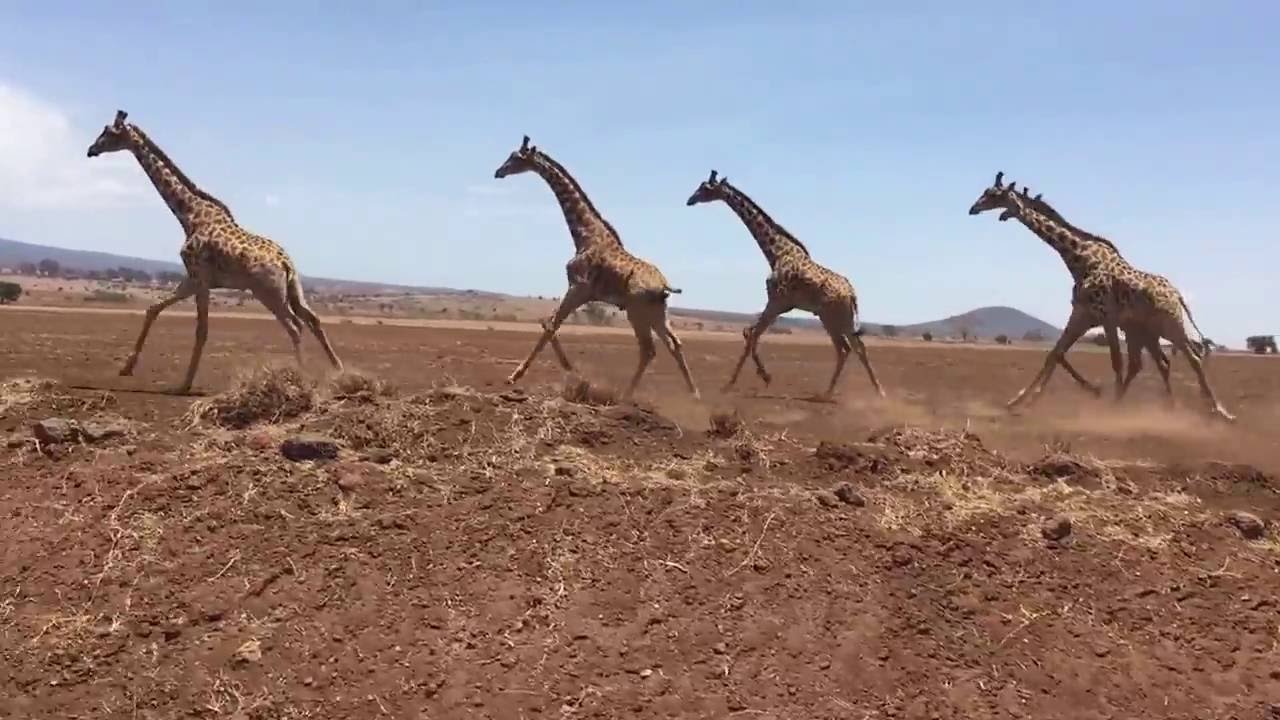 Group of giraffes running in Tanzania, Africa