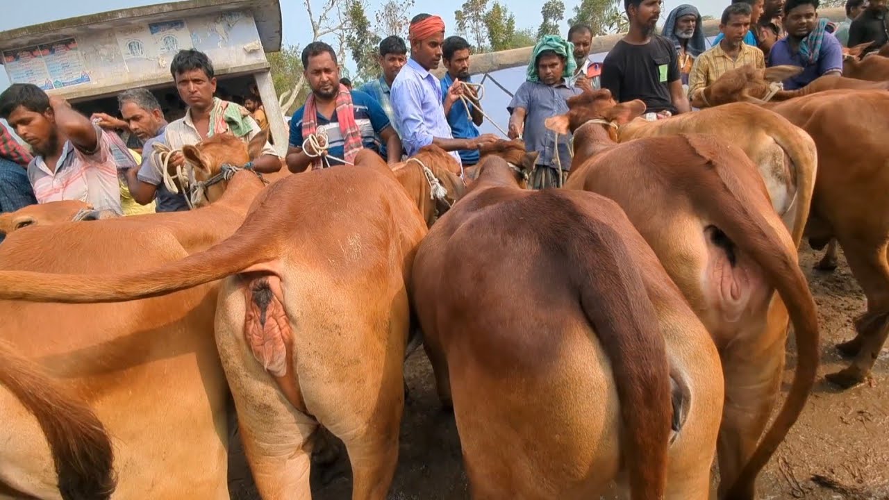 @ আজ ০৯ মার্চ ২০২৬ || শাহিওয়াল বকনা গরুর দাম দর নওগাঁর ছাতড়া হাট || #গরুর_হাট। হিটে আসা উপযোগী 