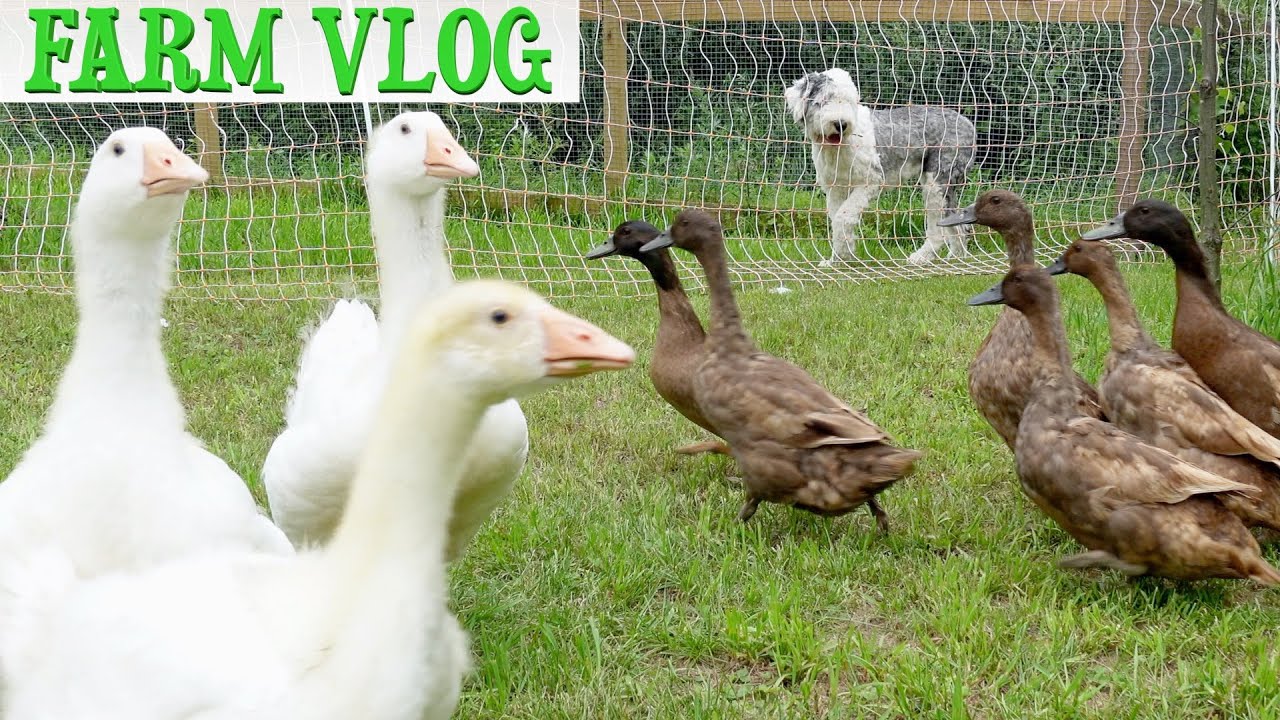 Ducks & Geese Free Range in the Orchard for the First Time