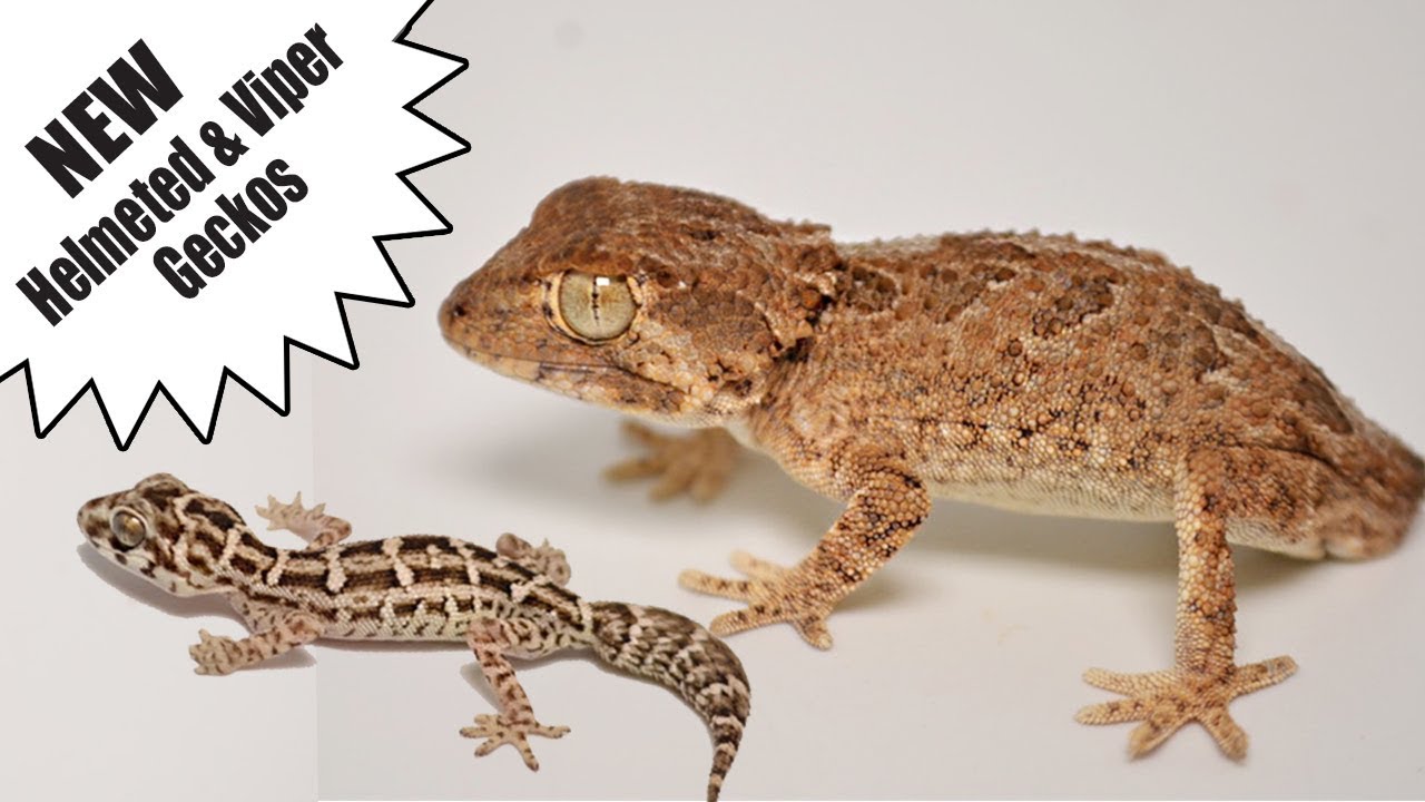 We Just Got 2 of the Cutest Geckos EVER! Helmeted Geckos and Viper Geckos!