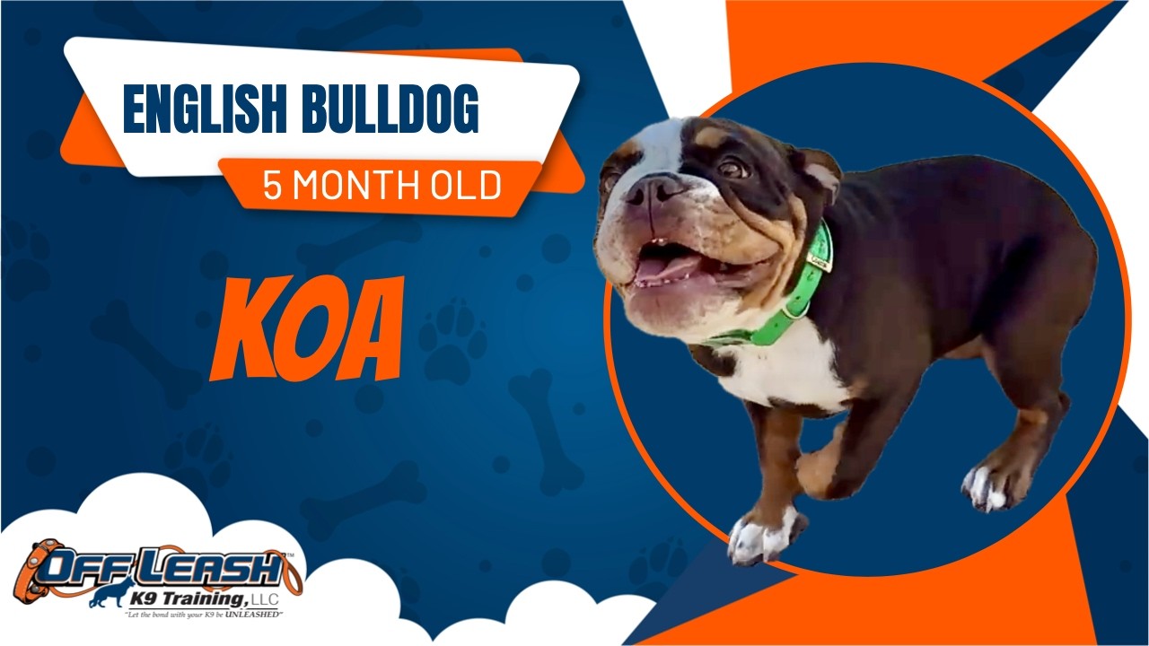 Koa- 5 Month Old English Bulldog- 2 Week Board and Train