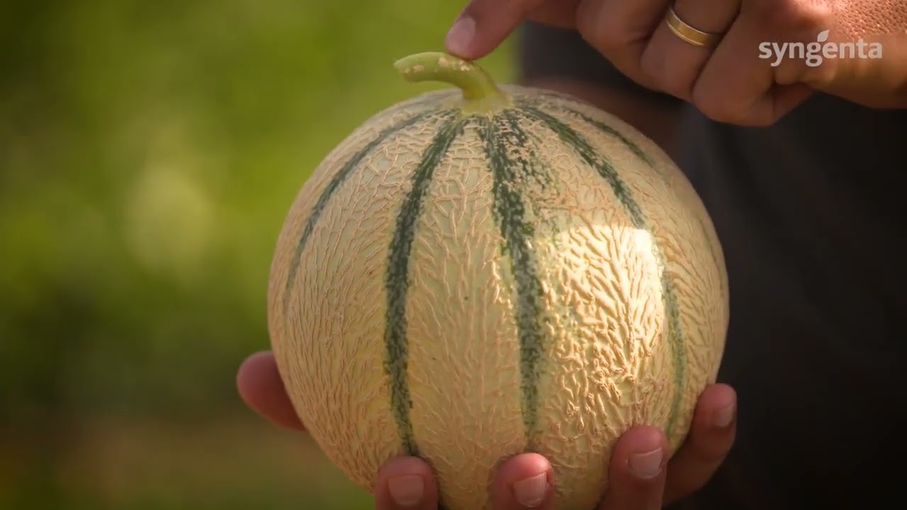 Notre variété de melon Oberus