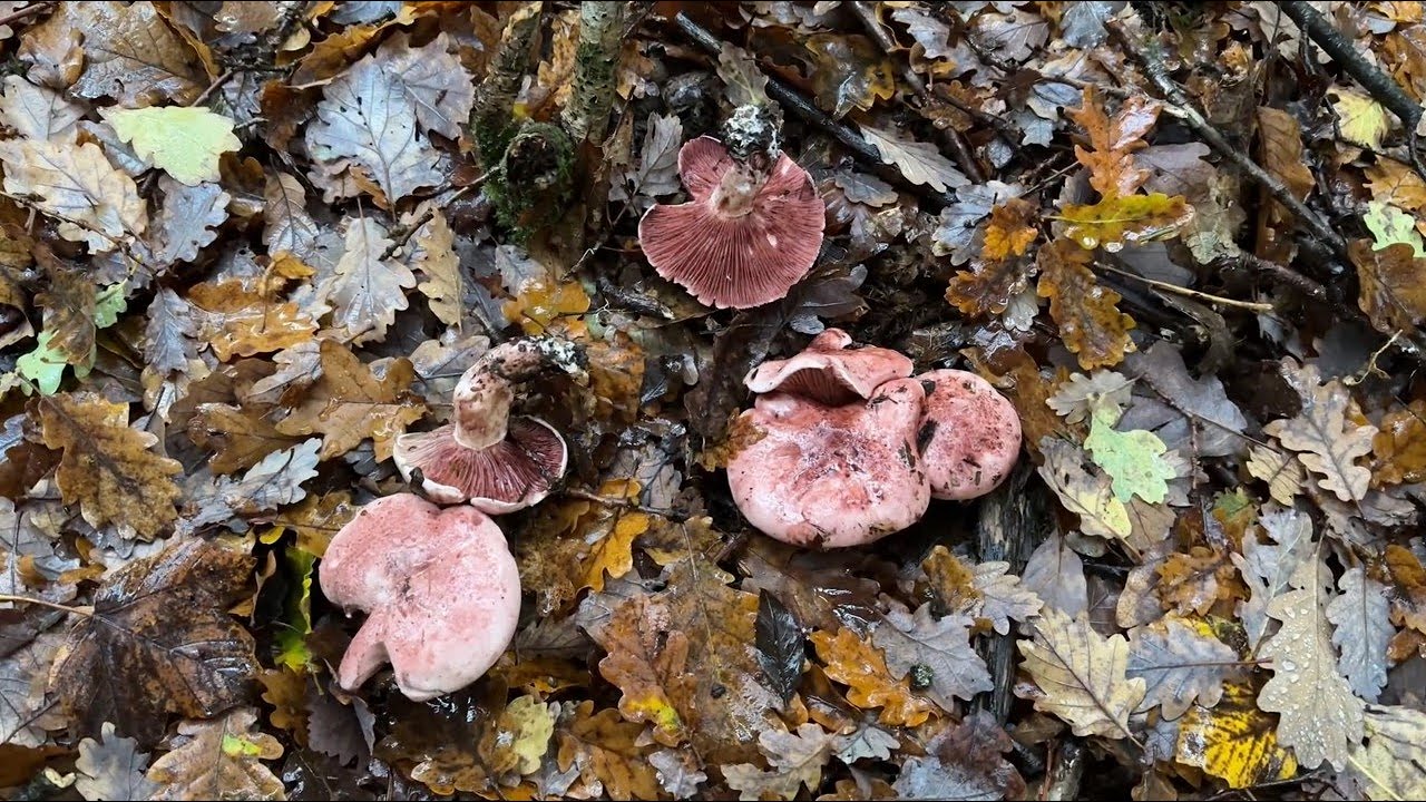 Hygrophorus russula, October 27, 2025
