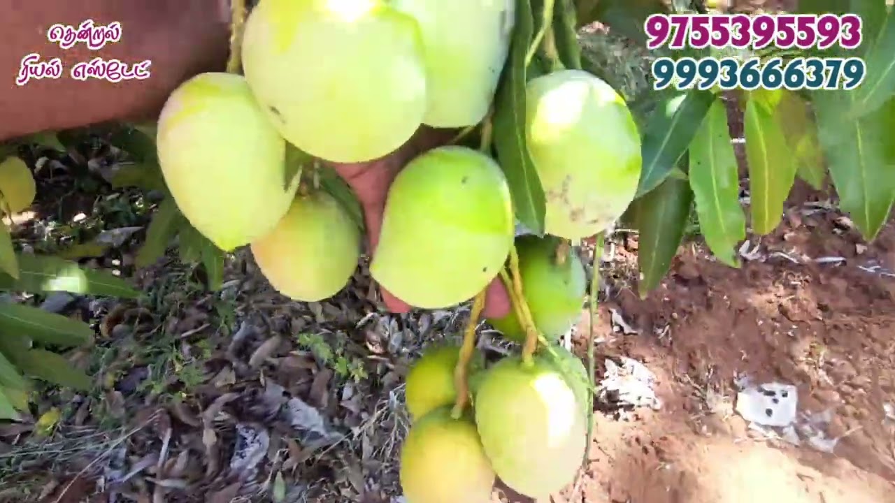 #தென்காசி || சுந்தரபாண்டியபுரம் || மெயின்ரோட்டில் தென்னை,மா கிணறோடு 3.5 ஏக்கர் தோப்பு விற்பனைக்கு🌳🌴🏠