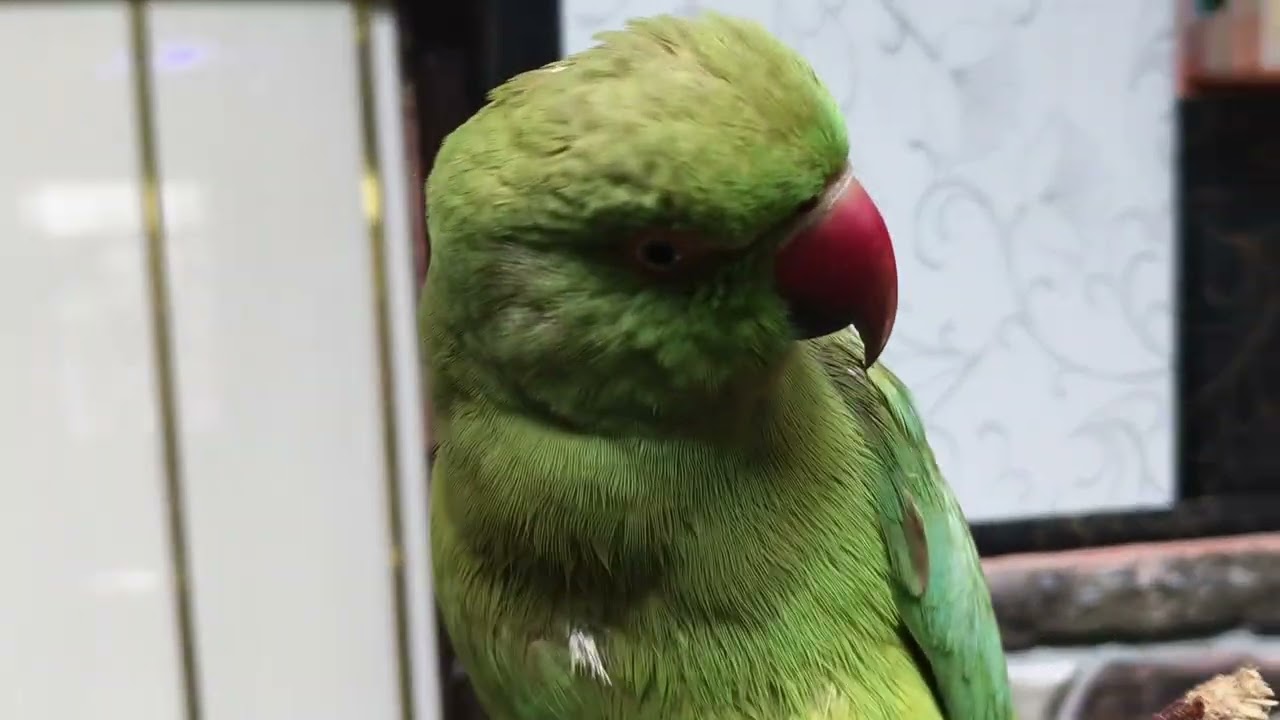 Mittu 🦜 bolne wala tota 🦜#followlike#talkingparot 😘