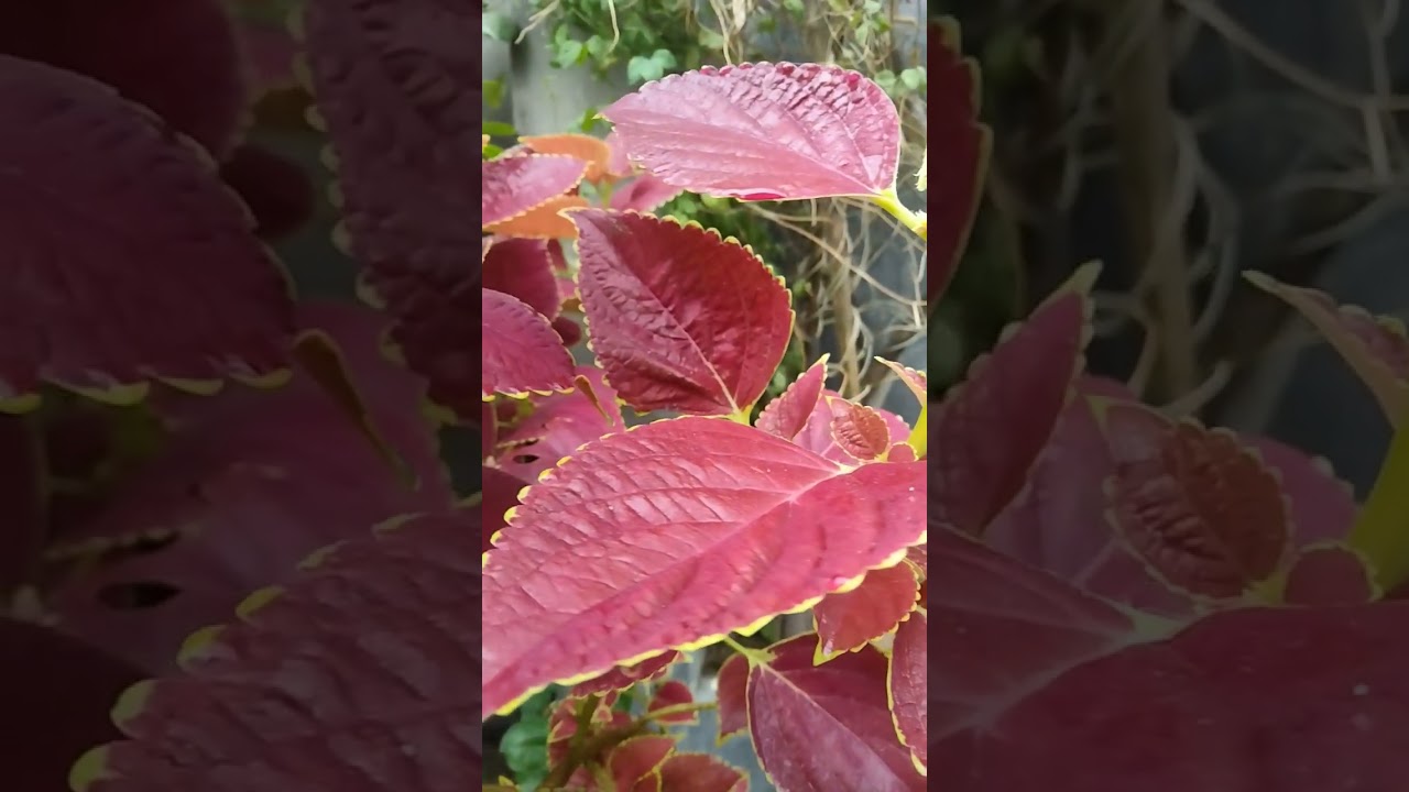 #red