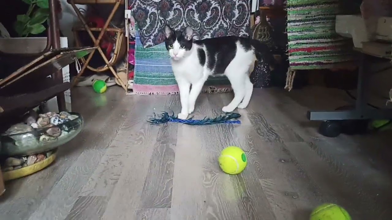 Felix motanul și mingile de tenis (1)