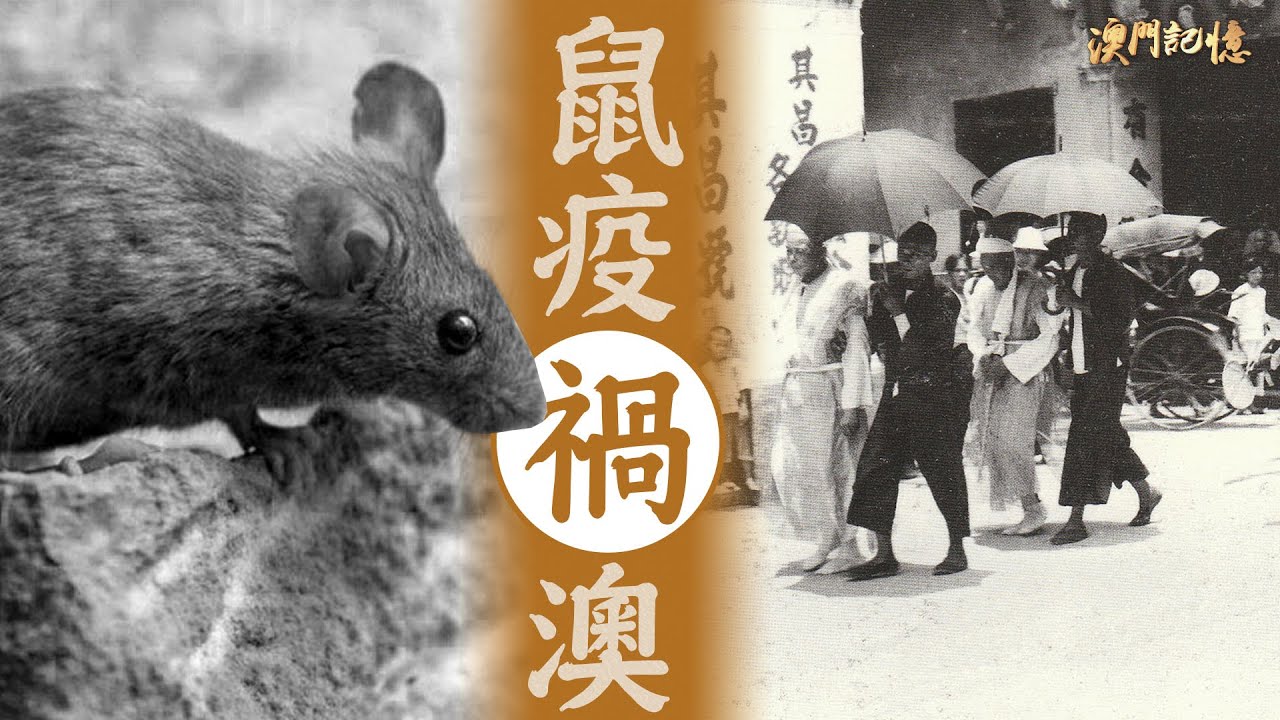 【澳門記憶】鼠疫禍澳