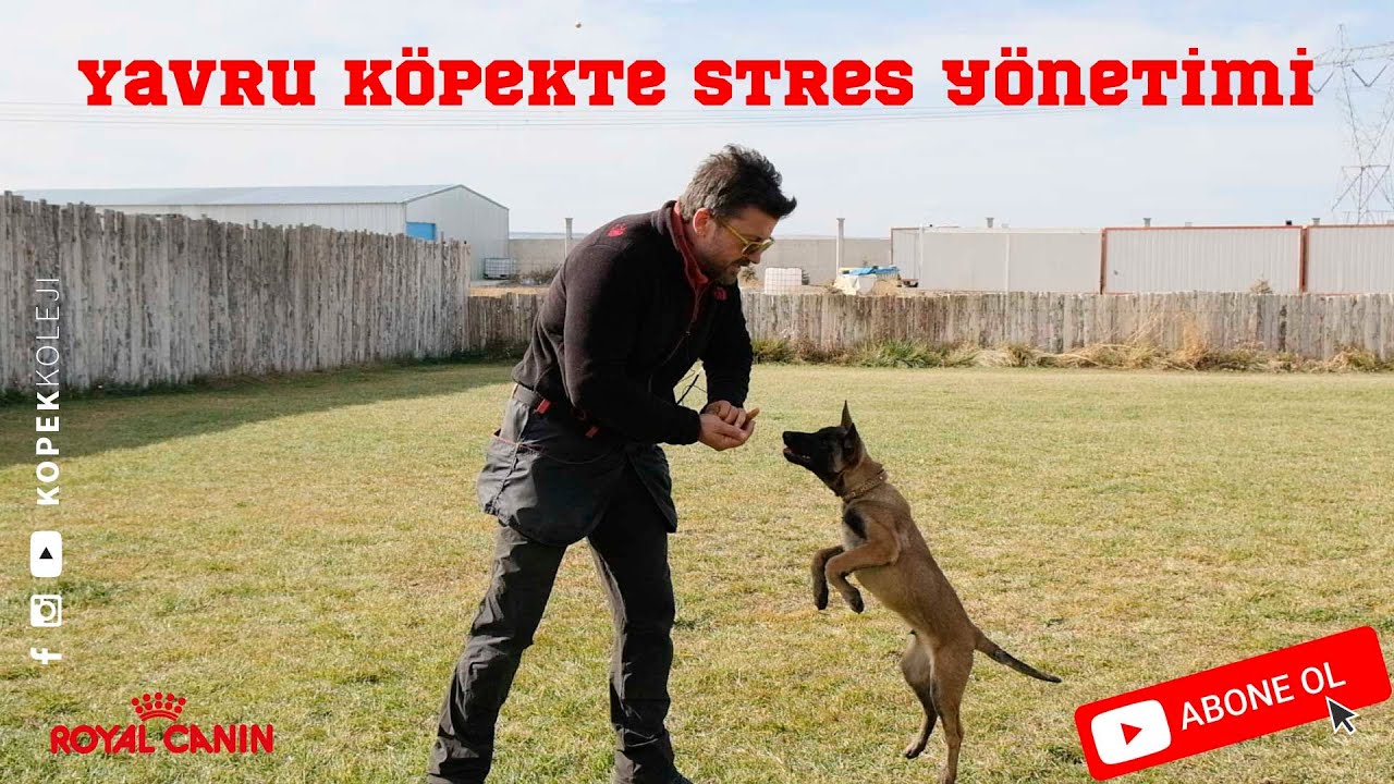 Yavru Köpekte Stres Yönetimi