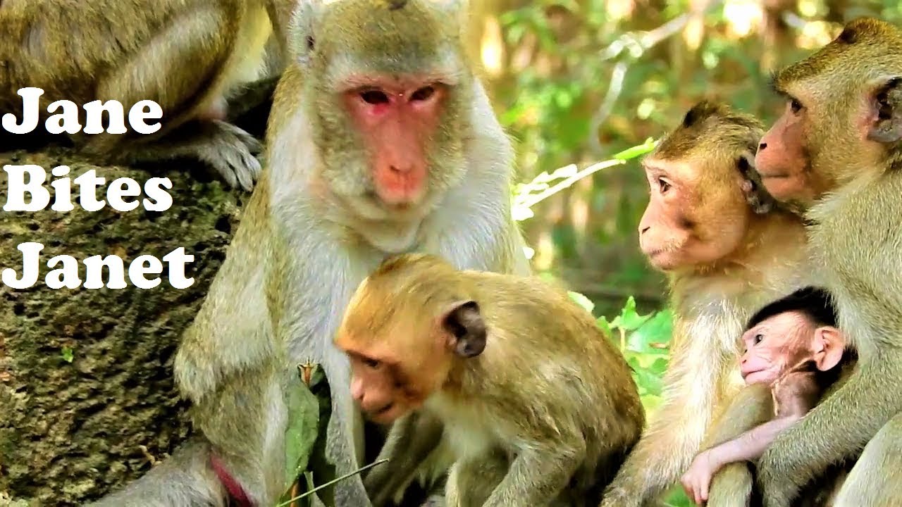 Great video of monkey family, Kind Jane family looks adorable and friendly
