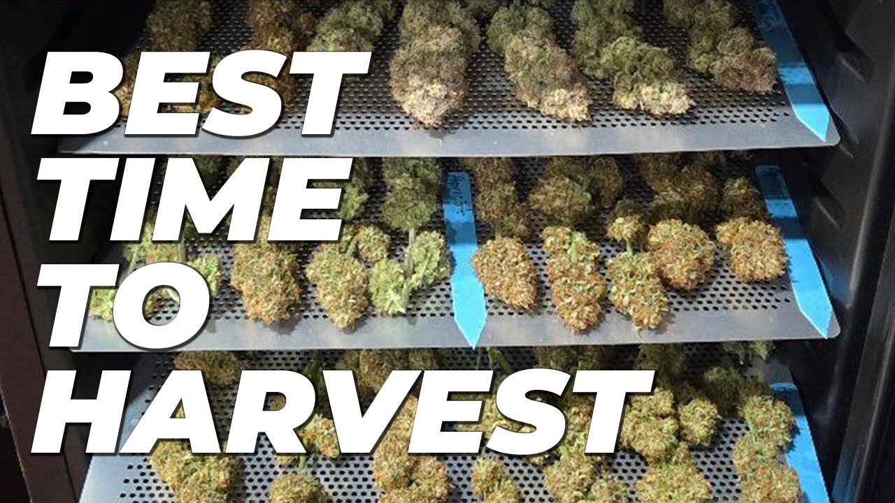 The Best Time to Harvest Autoflower Cannabis - When is my Weed ready