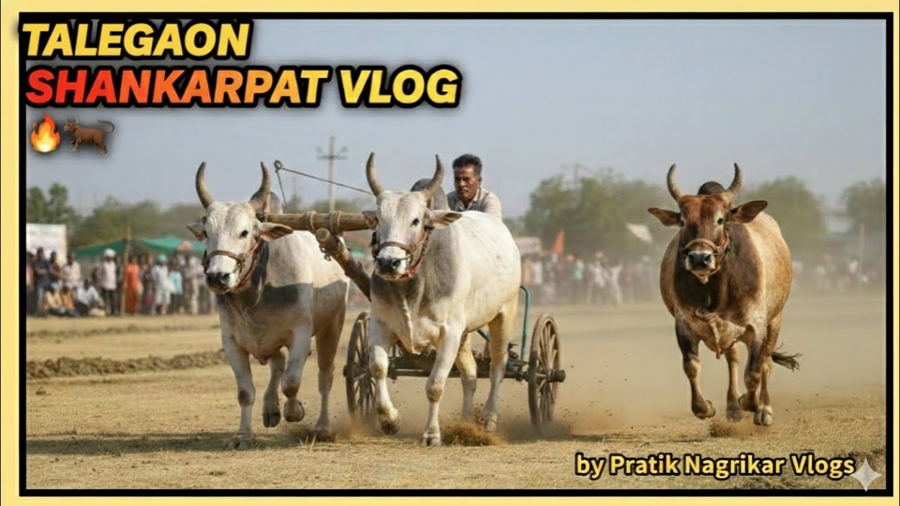 Talegaon shankarpat vlog🐂 | तळेगाव शंकरपट 🔥🔥Day 2.........