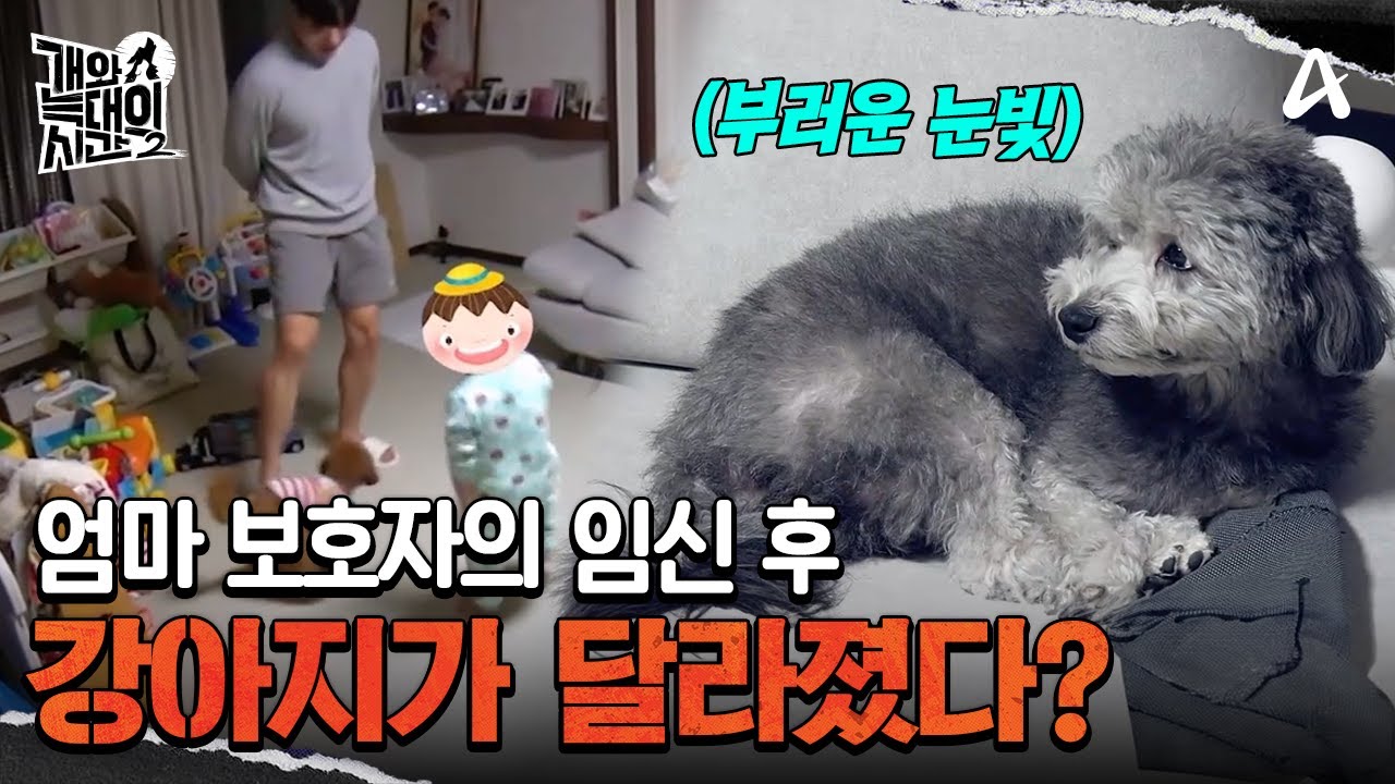 개들이 임신 사실을 안다? 출산 이후 더욱 예민해진 강아지 | 개와 늑대의 시간2 8 회