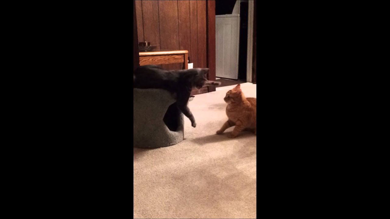 Cat Fight City, USA