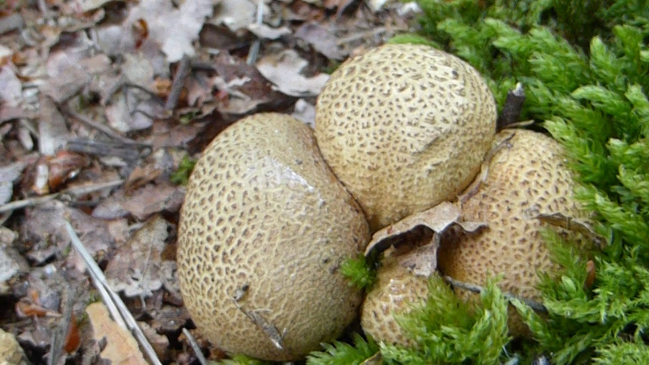 Common Earthball - Scleroderma citrinum  - K&uacute;lusveppur - Villtir sveppir - Sveppaaldin