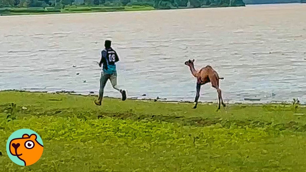 Baby Camel Chases After People Who Saved Him | Cuddle Buddies