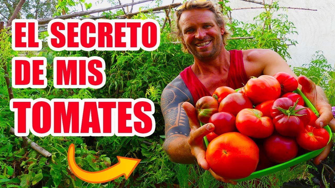 El CULTIVO DEL TOMATE  y el SECRETO de mis TOMATES
