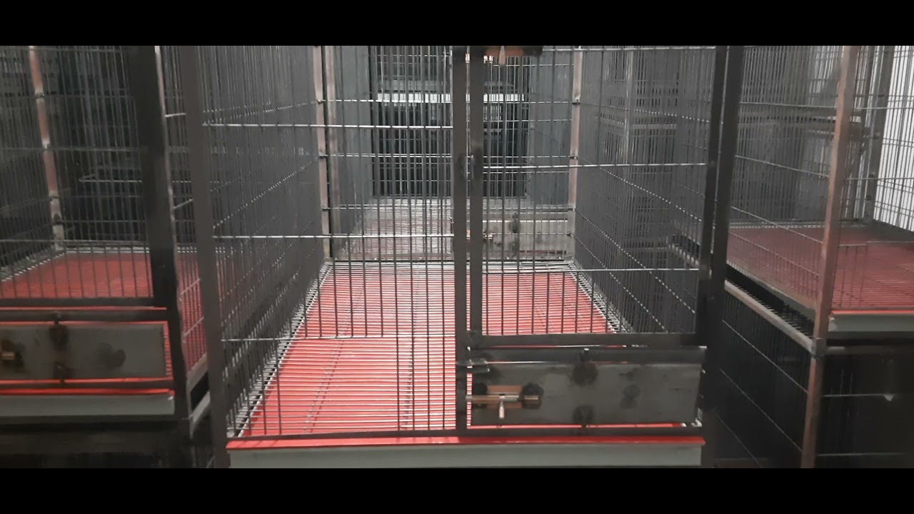 Raw Parrot And African Gray Electus And Ringneck Breeding Cages Size And Price And Information
