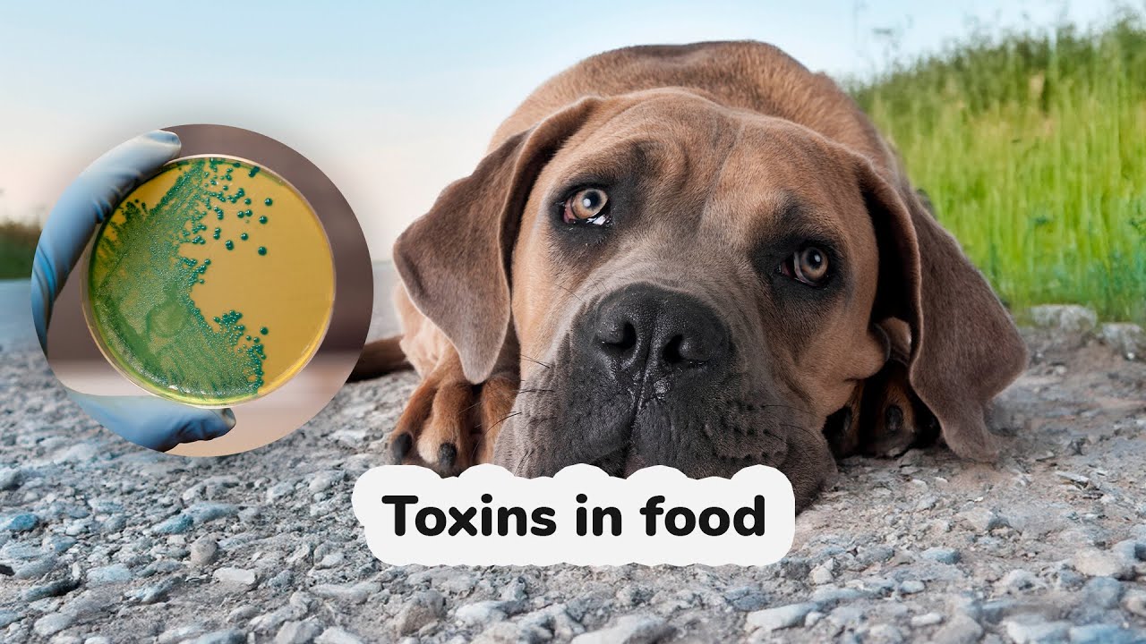 Is your dog's food harming them without you knowing? | PetMade