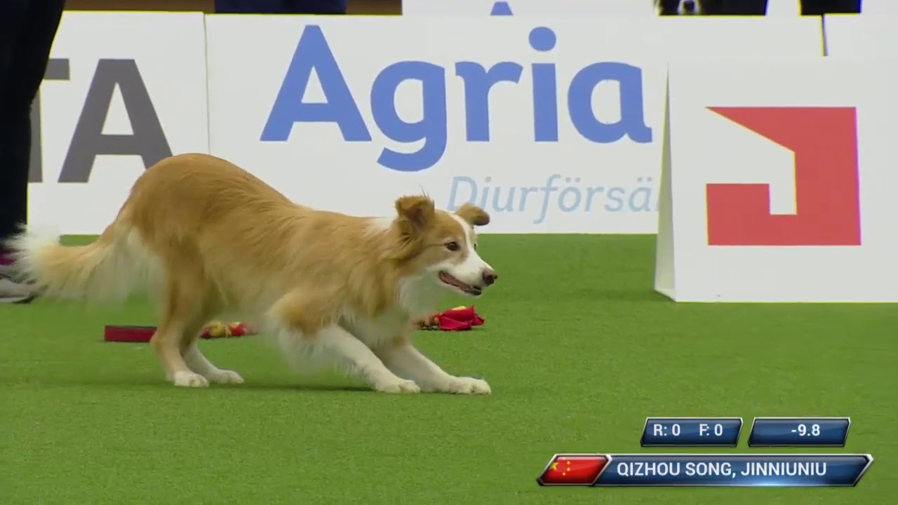 AWC2018 Large Individual Jumping