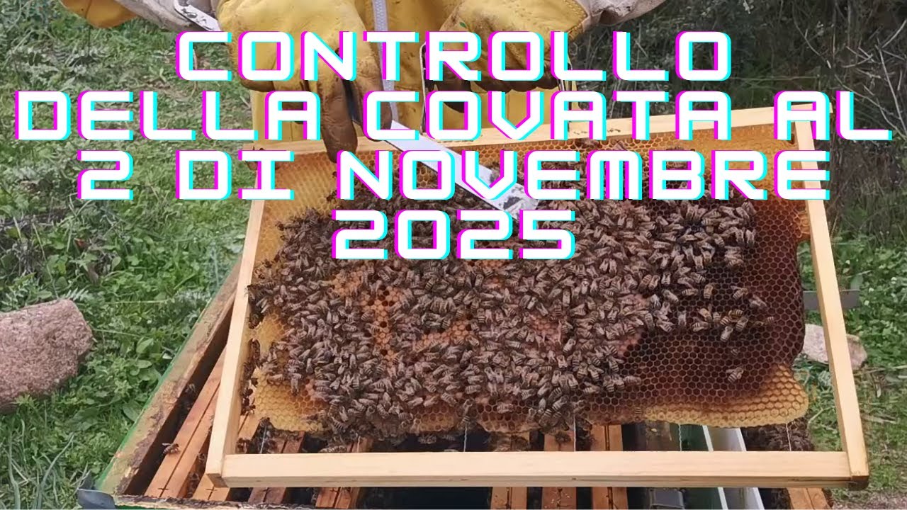 Situazione della covata al 2 novembre