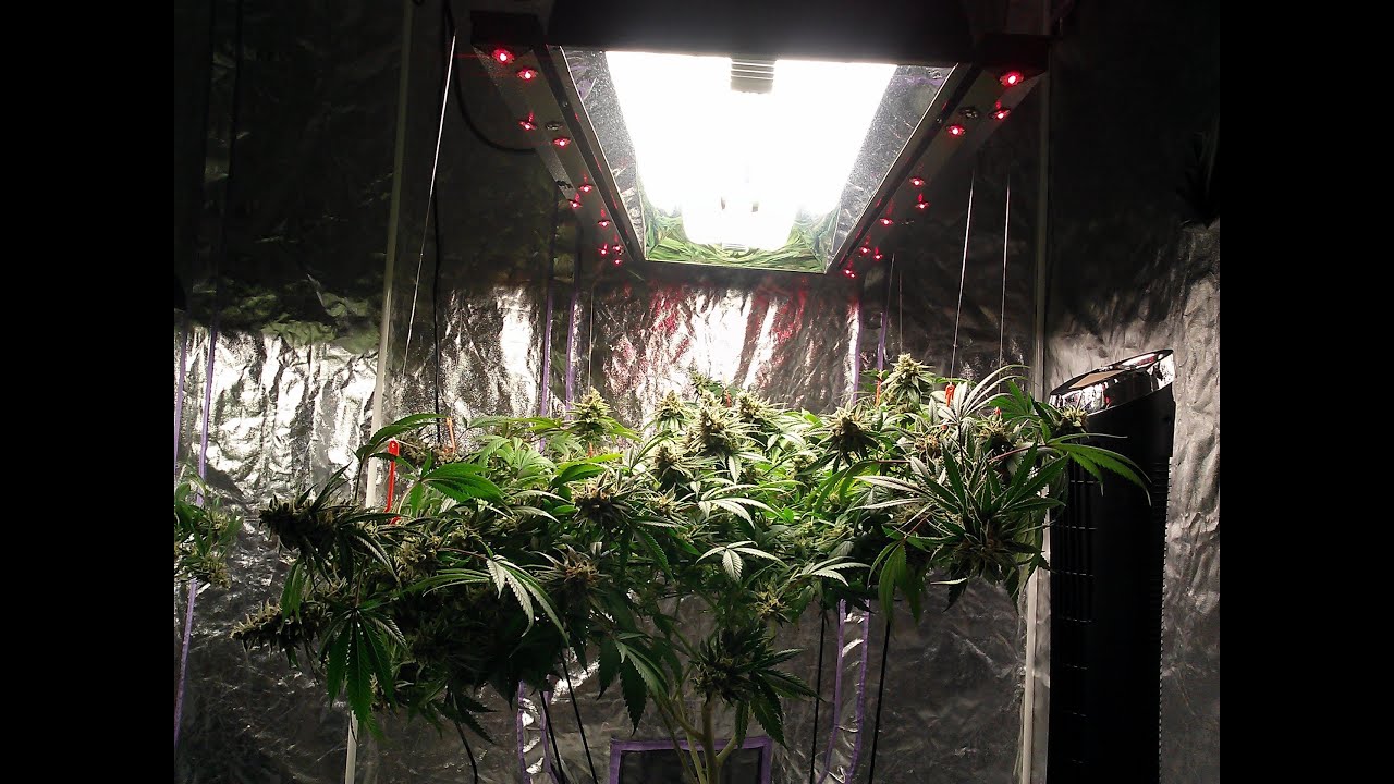 Spliff's Garden ~ Pro-420-Par/420-pfr-Pontoon Bloom Boom Room ~ 1-29-13