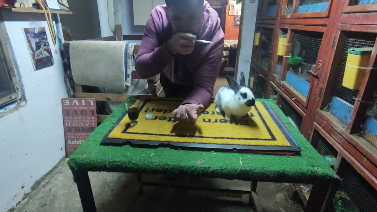 Tratamentul împotriva coccidiozei cu baycox și dozuril👍😉