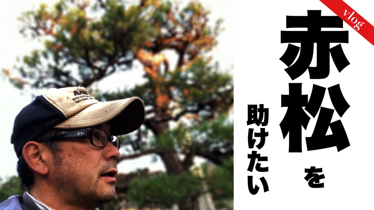 【赤松の剪定】この男は、無惨な姿のアカマツをハサミ1丁で復活させる。　　A Japanese gardener prunes RED PINE using a Climbing rope