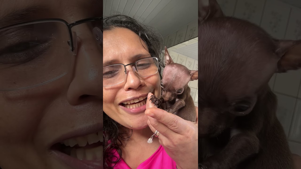 J&aacute; viu? Filhote de Pinscher micro? #minipinscher #cachorro #petsfofinhos #pets #pinscher