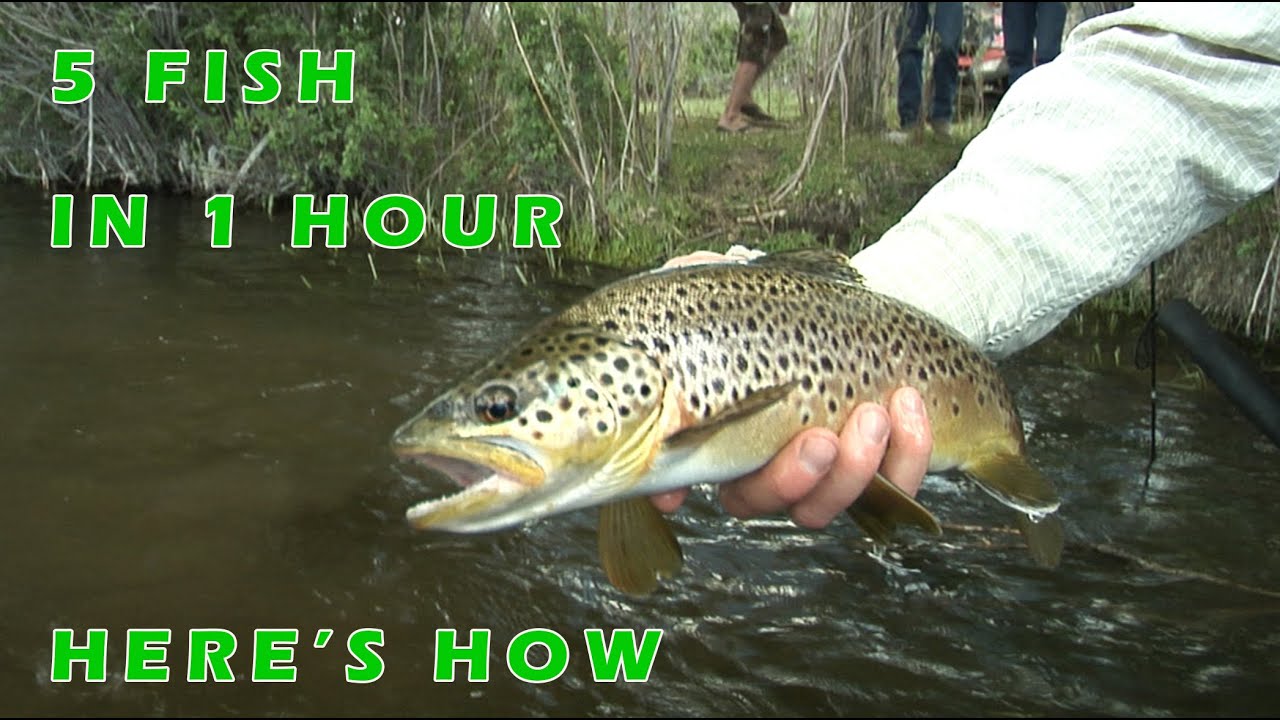 East Walker River Fly Fishing Finale 5 fish 3 techniques