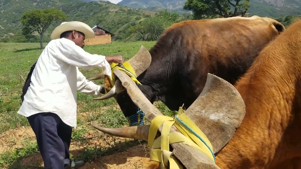 El proceso de la limpia de la milpa con la yunta en el rancho San Felipe Tindaco❤😊☺️🤭🌧