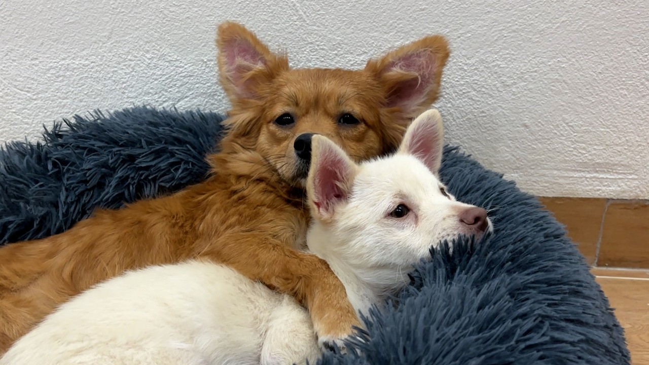 Two Puppies Meet for the First Time — Their Reaction Is Unexpected