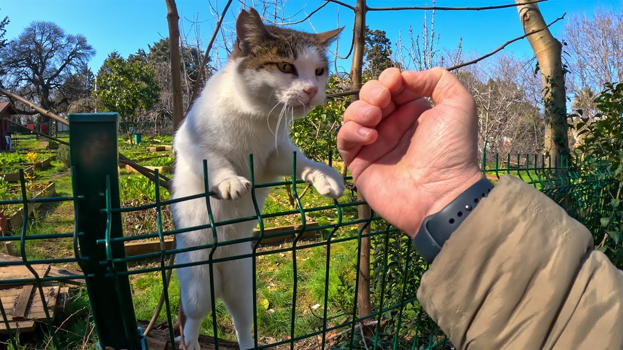 It's so wholesome to greeted by the Geveze the talkative cat