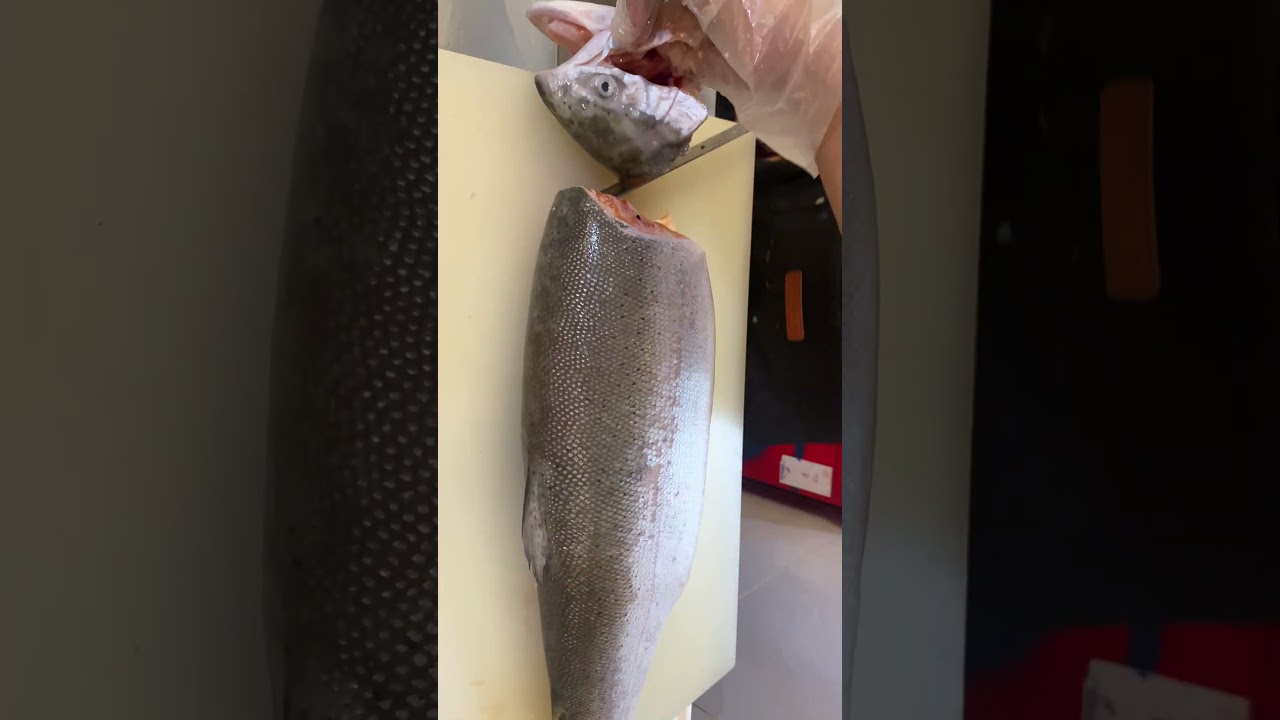 #kingsalmon