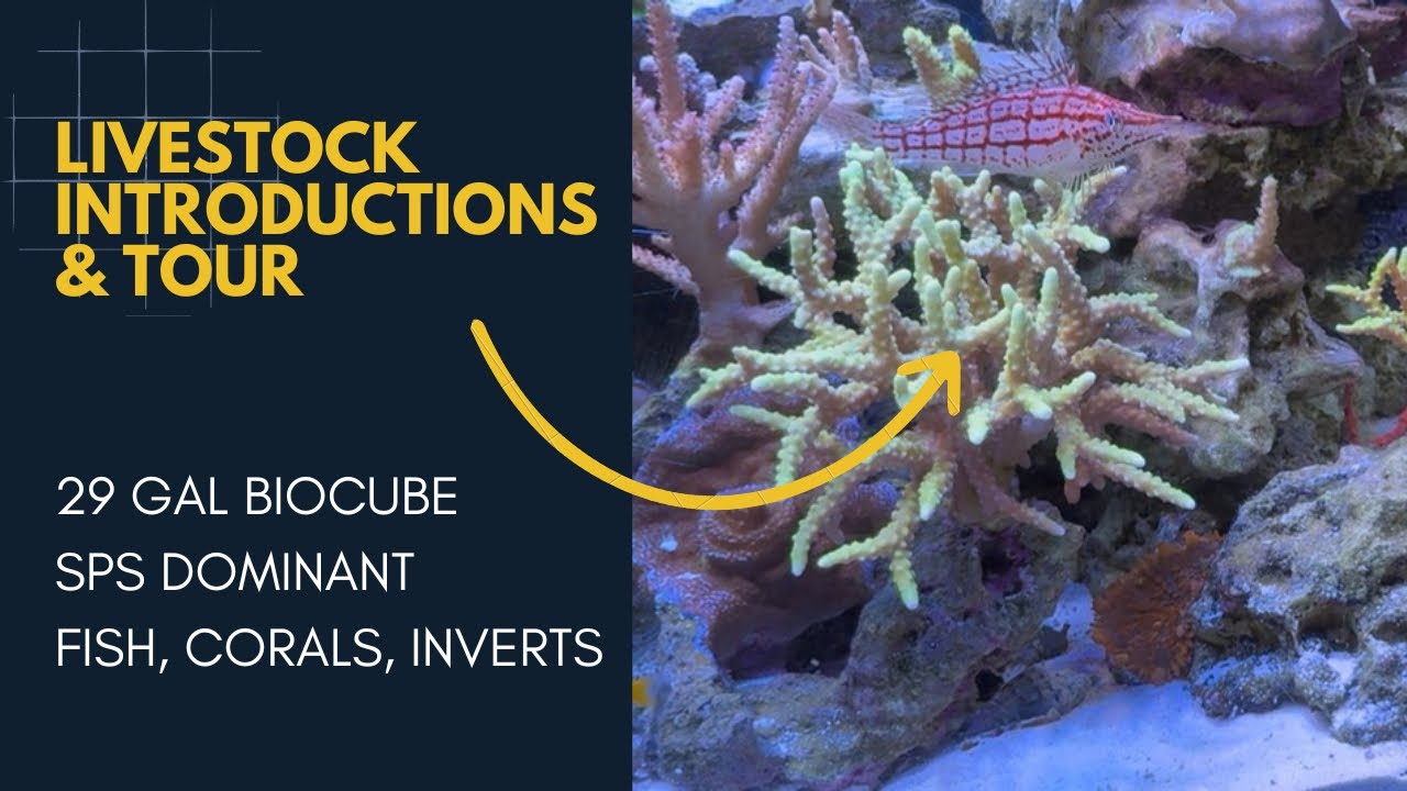 Livestock in my BioCube 29 Gallon SPS Tank: Fish, Corals, Inverts