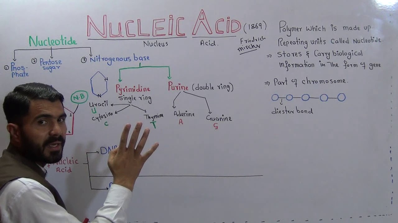 Nucleic Acid  and its types Lec#8 Ch#2 Bio1 Nucleotide and its types DNA and RNA in Urdu Hindi