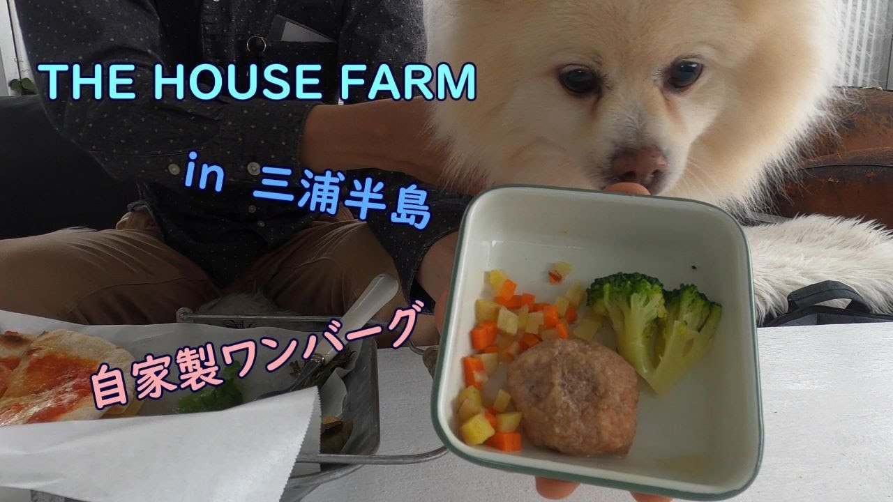 【犬とランチ】デカポメのムツオと神奈川県三浦半島にあるTHE HOUSE FARMを訪問。自家農園を持つお洒落なレストランで、ワンバーグを頬張るムツオの午後【三浦半島編】